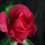 romantische roos