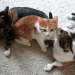 cats gif